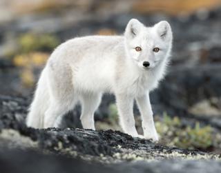 An Arctic fox looking at the camera