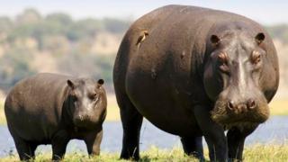 Hippos