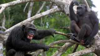 Chimpancés enojados