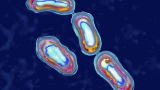 Bactéria Yersinia pestis vista em microscópio