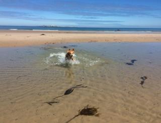 A dog splashing in water