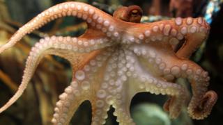 An octopus named Paul swims through his basin on June 25, 2010 at the Sea Life aquarium in Oberhausen, western Germany.