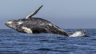 Whale wey dey inside ocean