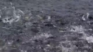এই তেলাপিয়া দারুণ জনপ্রিয় গানায়