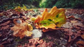 A yellow and green leaf on the ground