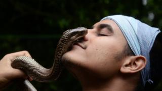 snakes