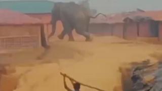 તોડફોડ કરતો હાથી