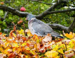 A pigeon on leaves