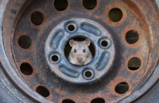 a rat hiding in scrap metal