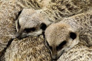 meerkats