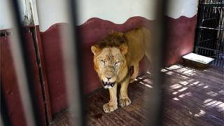 African lion in a zoo