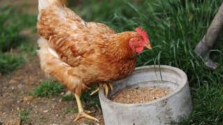 ดูเหมือนว่าการเลี้ยงไก่ในอุซเบกิสถานจะกลายเป็นผลประโยชน์สำคัญของชาติไปเสียแล้ว