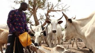Fulani na-achị ehi