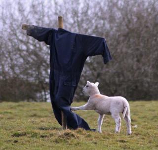Lamb looks curiously at scarecrow
