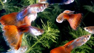 Guppies