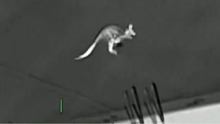 Thermal image of kangaroo