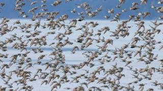 Birds migrating to the Arctic tundra