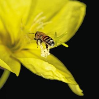 Campanilla de Invierno y abeja
