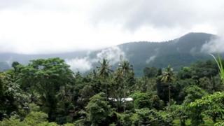 Haadha qorichaa