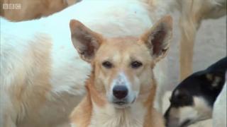dog