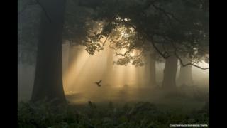 In Pictures: British Wildlife Winners - BBC News