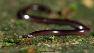 A brahminy blind snake (Ramphotyphlops braminus)