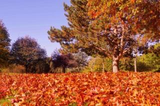 Autumnal coloured leaves on the ground under a tree