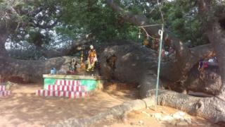 தெய்வ வழிபாடு காரணமாகவே பெரும்பாலான இடங்களில் பழைய மரங்கள் பாதுகாக்கப்படுகின்றன என்கிறார் சுந்தரராஜு.