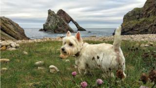 Casper at Bow Fiddle Rock