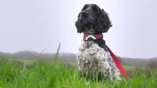 Cocker spaniel