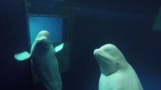 Belugas