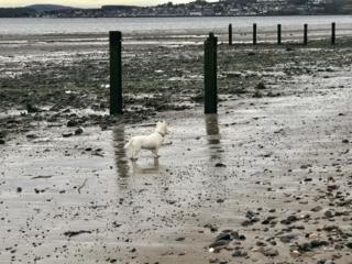 Broughty Ferry beach Breagh, the Westie, poses