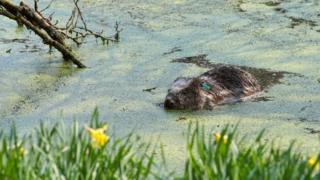 Beaver
