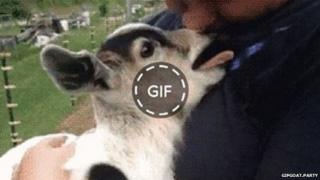 gif goat