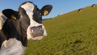 Vaca curiosa