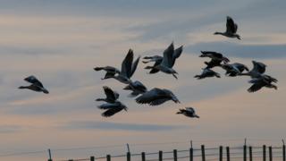 geese flying