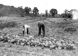 Geoff Stearn and his father in an allotment in Ilford