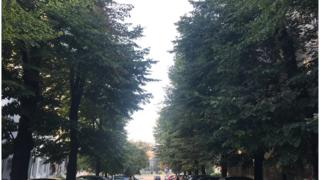 Drvored u centru Beograda