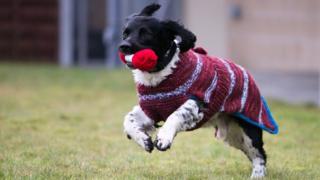 Dog in knitted jumper
