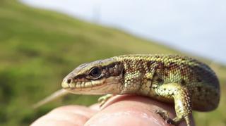 Common Lizard.