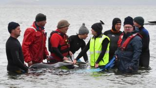 rescuers helping a beached whale in Tasmania, Australia.