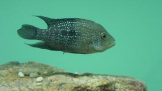 Mojarra Cuatro Ciénegas