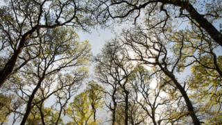 Scotland's rainforest