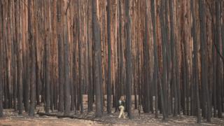 Animal rescuer walks among burnt-out forest in Kangaroo Island looking for injured wildlife