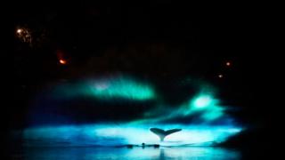 whale-wale-projection.