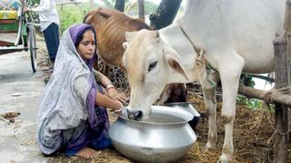গরুকে ওষুধ খাইয়ে মোটা করার অভিযোগ রয়েছে।