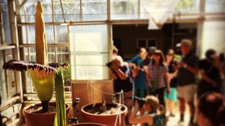 People line up to take pictures of the corpse flower