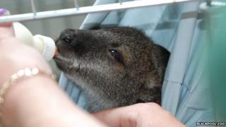 Tui the Wallaby being fed in pillowcase