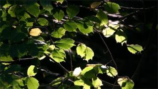 Листья орешника (Изображение: BBC)