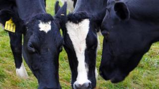 Vacas